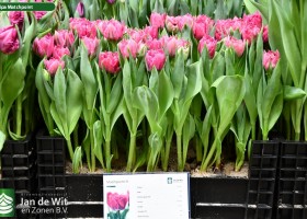 Tulipa Matchpoint ® (1)